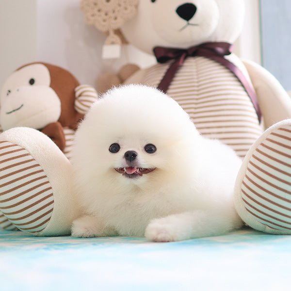 Pomeranian - Haon (Male)