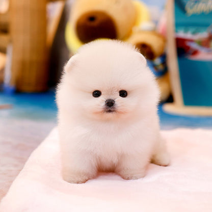 Pomeranian - Mamel (Female)