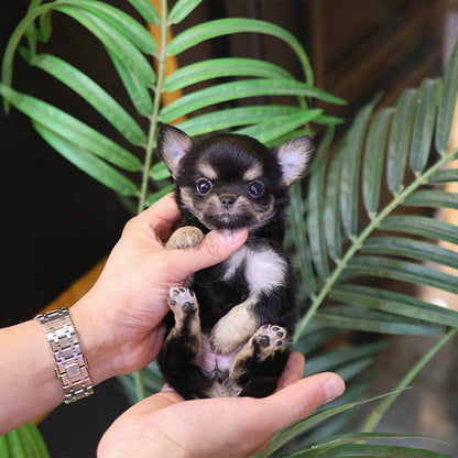 Chihuahua - Chichi (Female)