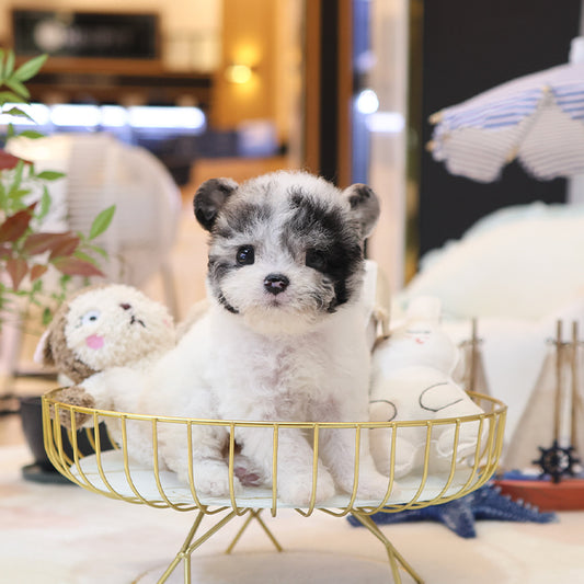 Poodle - Seolgi (Female)