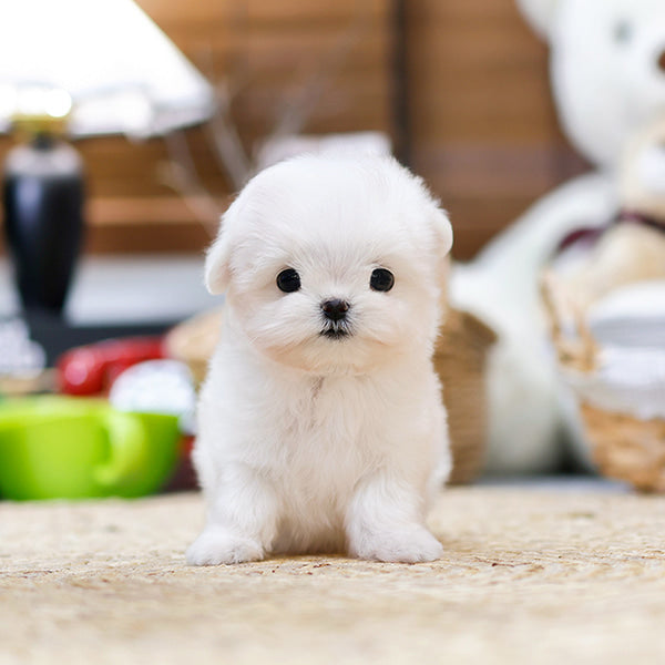 Maltese - Chabun (Female)