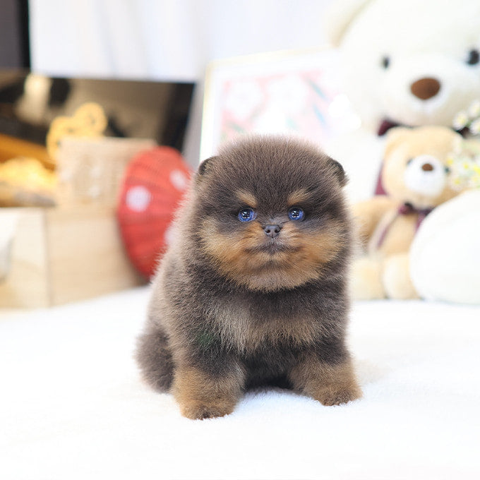 Pomeranian - Ddona (Male)