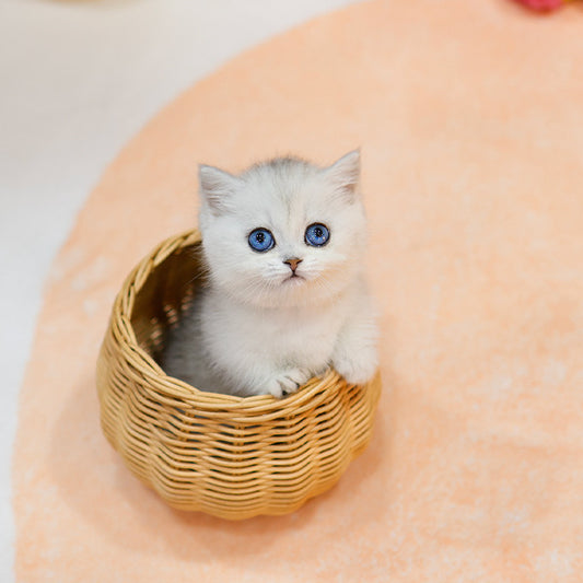 Munchkin - Kiki (Female)