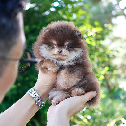 Pomeranian - Beri (Male)