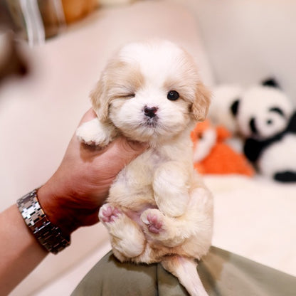 Cavapoo - Jangkku (Male)