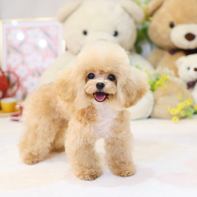 Poodle - Joma (Male)