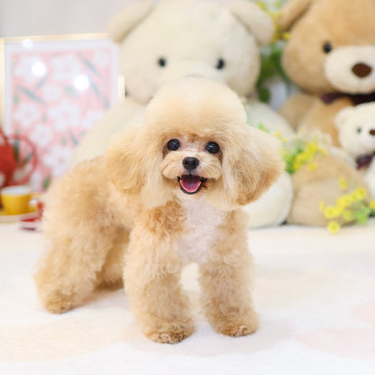 Poodle - Joma (Male)