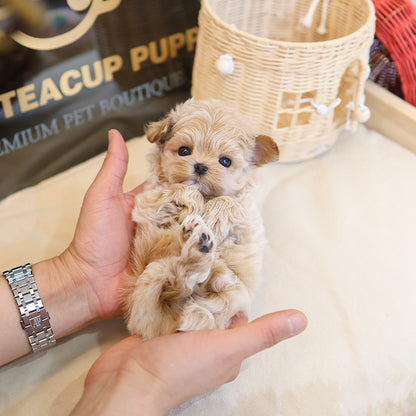 Maltipoo - Mippo (Female)