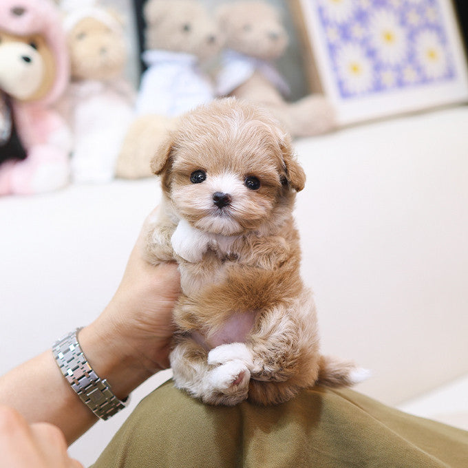 Maltipoo - Kkoming (Male)