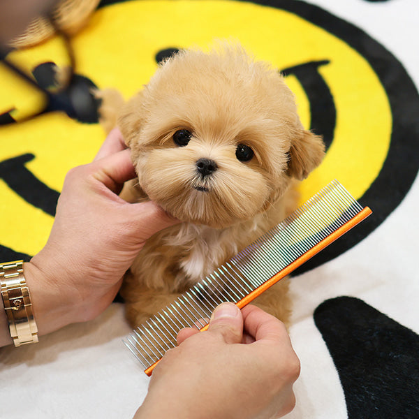 Maltipoo - Yaho (Male)