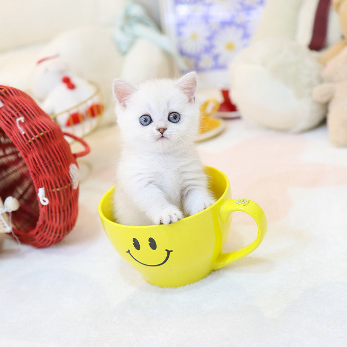Munchkin - Ppikka (Male)
