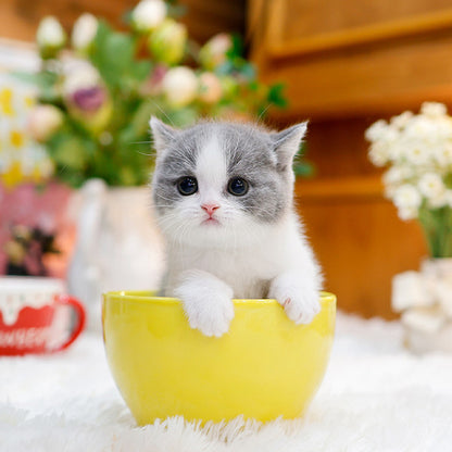British Shorthair - Donggu (Male)
