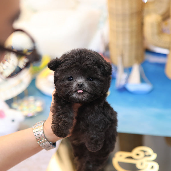 Poodle - melong (Male)