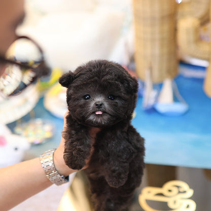 Poodle - melong (Male)