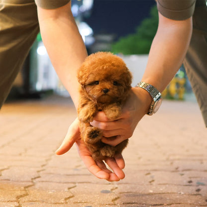 Poodle - Bubu (Male)