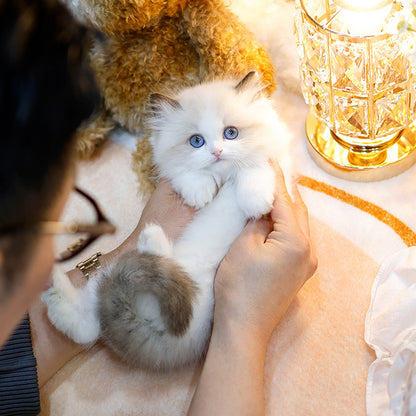 Ragdoll - Roji (Male)