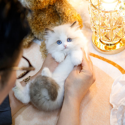 Ragdoll - Roji (Male)