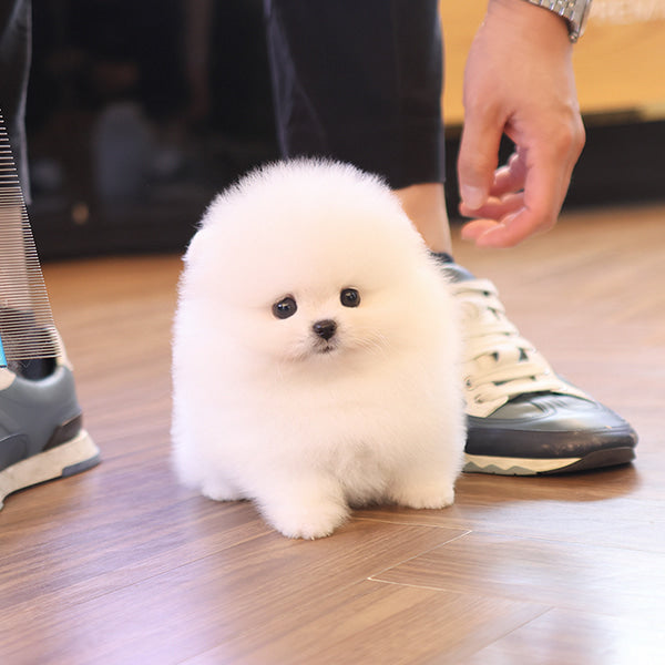 Pomeranian - Deobi (Male)