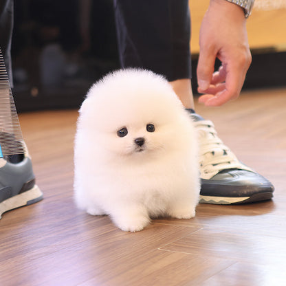Pomeranian - Deobi (Male)