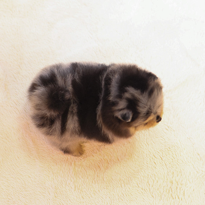 Pomeranian - Mongyi (Female)