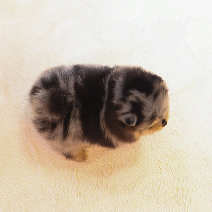 Pomeranian - Mongyi (Female)