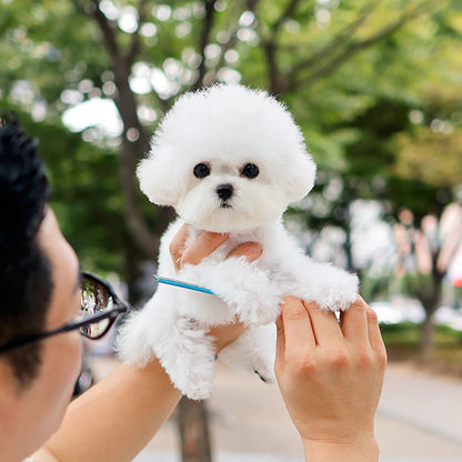 Bichon Frise - Tipi (Male)