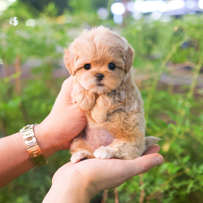 Maltipoo - Yuja (Female)