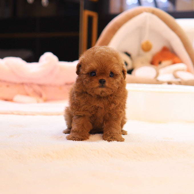 Poodle - Among (Male)
