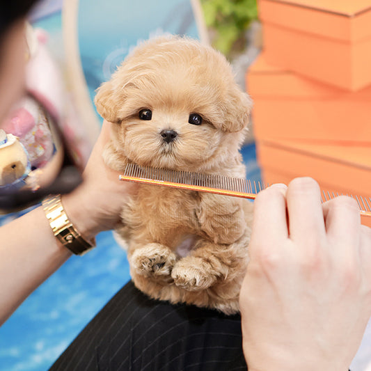 Maltipoo - Peter (Male)