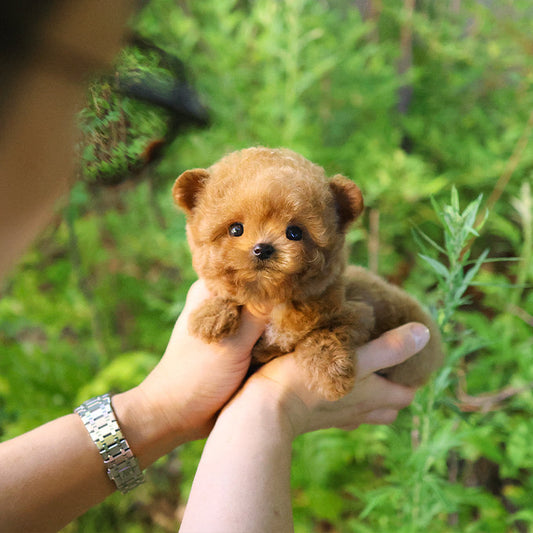 Poodle - Aro (Female)