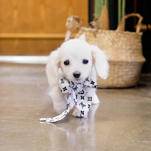 Dachshund - Ribon (Male)