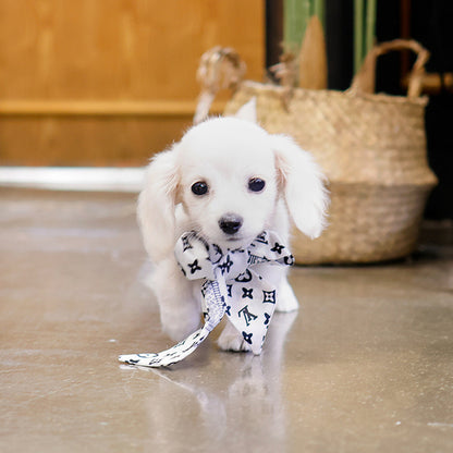 Dachshund - Ribon (Male)