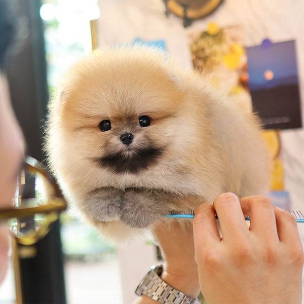 Pomeranian - Deundeun (Male)