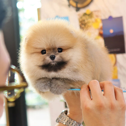 Pomeranian - Deundeun (Male)