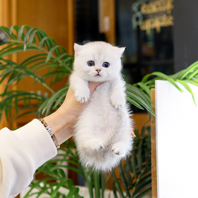 Munchkin - Syuting (Female)