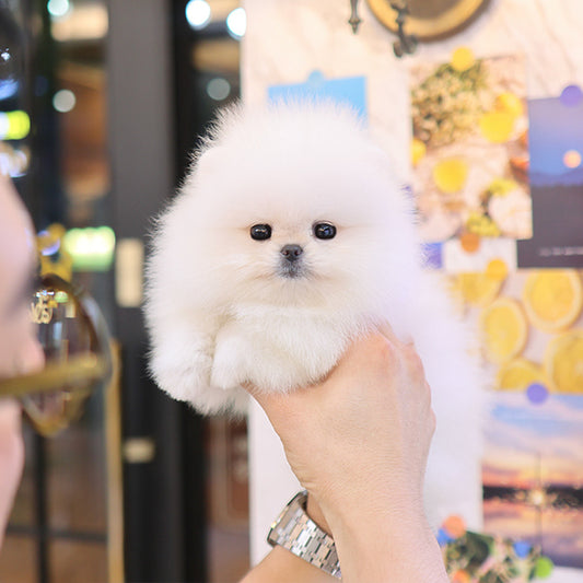 Pomeranian - Kkona (Female)
