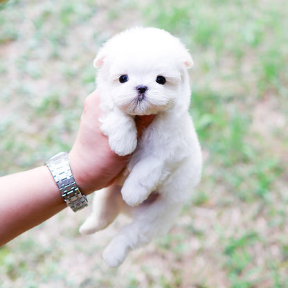 Maltese - Jjongtteok (Male)