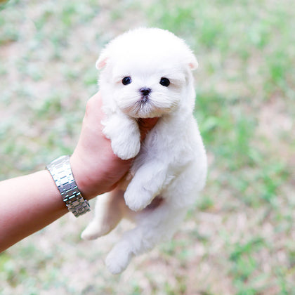 Maltese - Jjongtteok (Male)