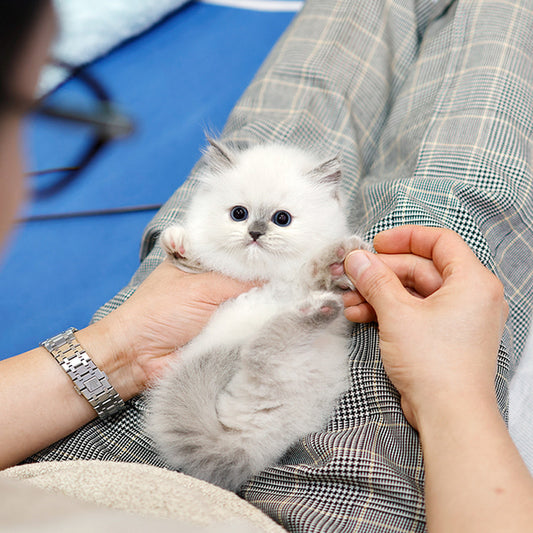 Ragdoll - Mimi (Female)
