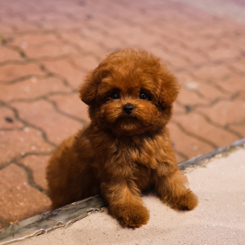 Poodle - Meongmul (Male) $4200