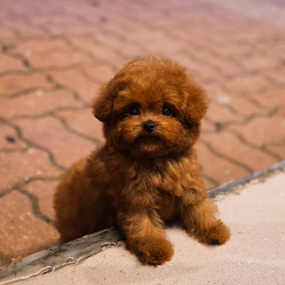 Poodle - Meongmul (Male) $4200