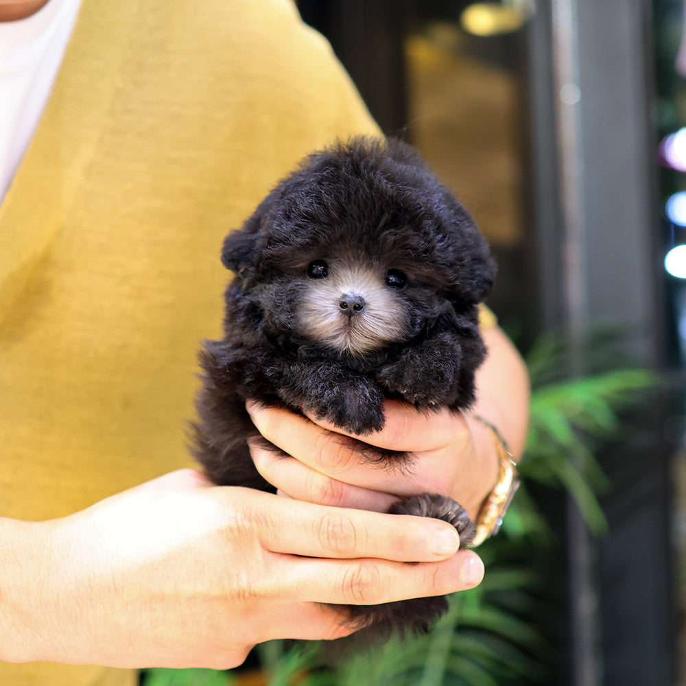 Poodle - Sirong (Female)  $4400