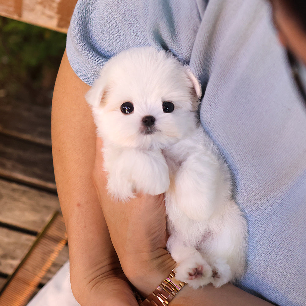 Maltese - Jeni (Female) $2900