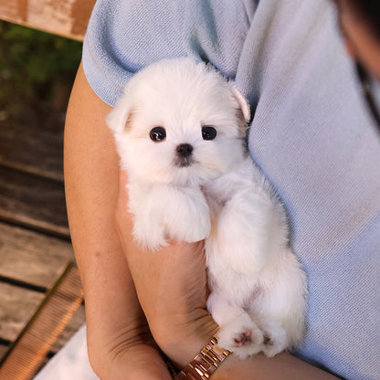 Maltese - Jeni (Female) $2900