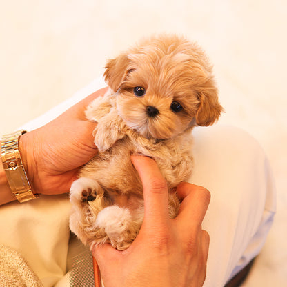 Maltipoo - Bana (Male) $2200