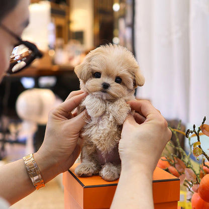Maltipoo  - Daeum  (Female) $5000