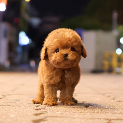 Poodle - Jeonju (Male) $4300