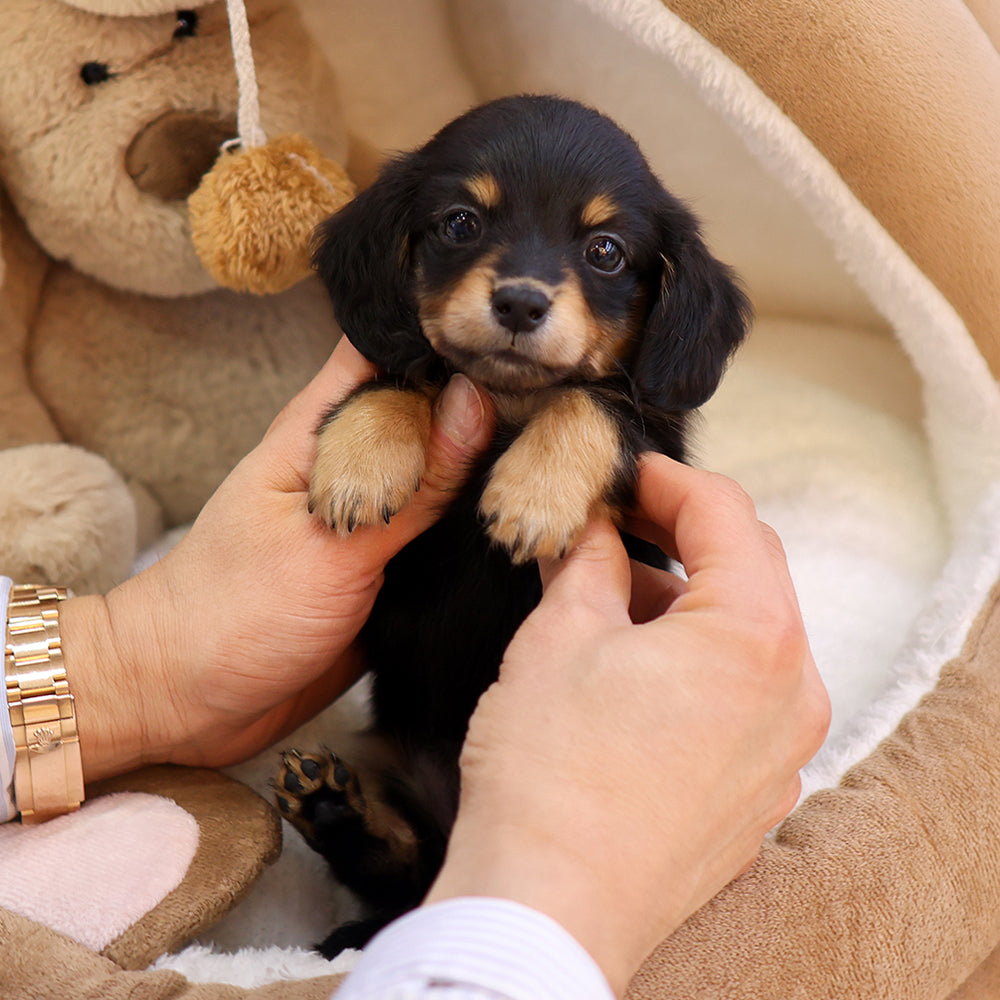 Dachshund - Sangsun (Female) $2800