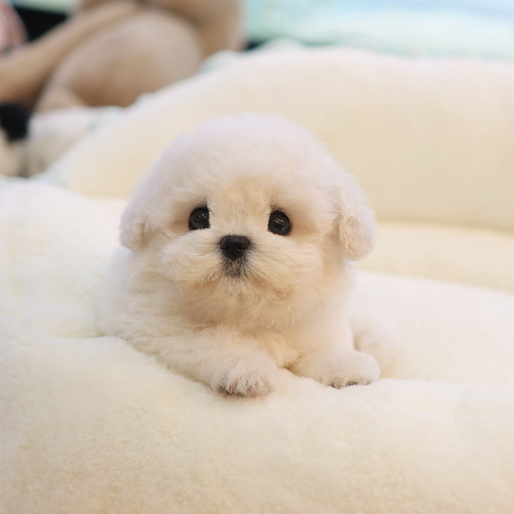 Bichon Frise - Miyo (Female) $4000