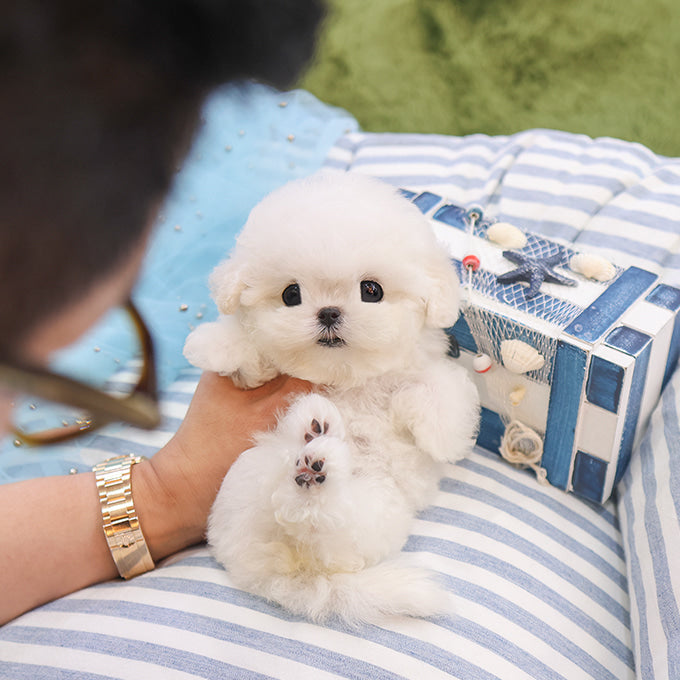 BichonFrise - Jjongjjong (Female)